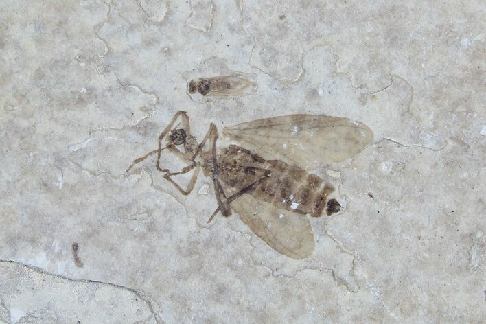 Fossil March Fly (Plecia) From Wyoming - Exceptional Example #77853